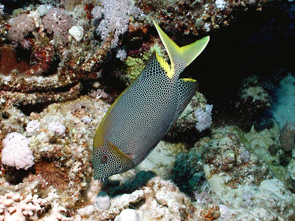 Siganus stellatus